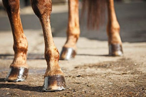 Equine Joints, Bones and Hoof Care