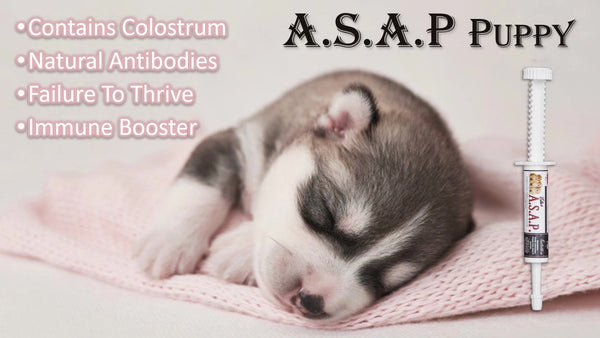 A.S.A.P. PUPPY  -Immune Boost with Antibodies for New Puppies